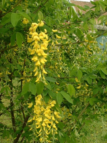 Laburnum anagyroides &copy; <a href="https://fr.wikipedia.org/wiki/Jeffdelonge" class="extiw" title="fr:Jeffdelonge">J.F. Gaffard</a>, licence GFDL