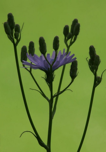 Lactuca macrophylla © <a rel="nofollow" class="external text" href="https://www.geograph.org.uk/profile/9715">Mike Pennington</a>