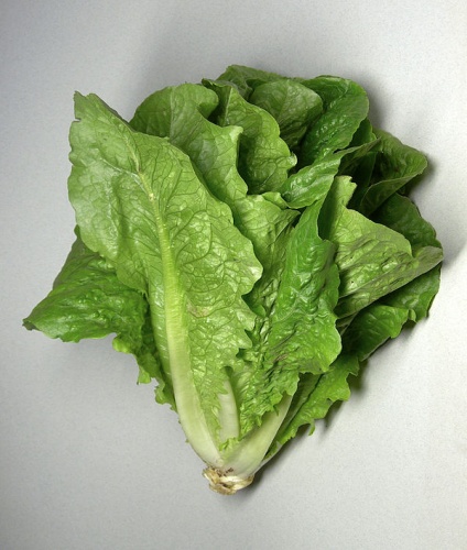 lettuce © Rainer Zenz