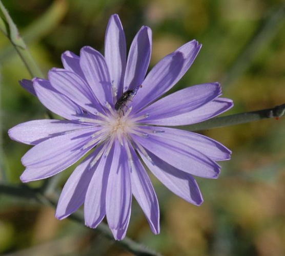 Lactuca tenerrima © <a rel="nofollow" class="external text" href="https://www.flickr.com/photos/96340474@N07/">Yan Wong</a>