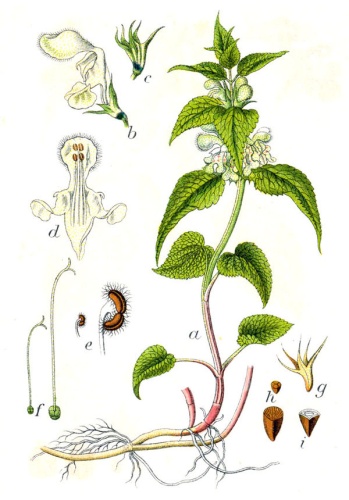 White dead-nettle &copy; Johann Georg Sturm (Painter: <a href="https://en.wikipedia.org/wiki/Jacob_Sturm" class="extiw" title="en:Jacob Sturm">Jacob Sturm</a>)