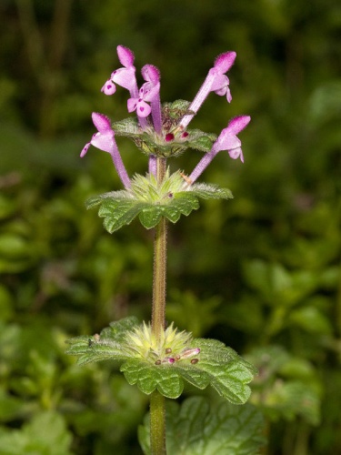 henbit deadnettle &copy; <a href="//commons.wikimedia.org/wiki/User:Kaldari" title="User:Kaldari">Kaldari</a>