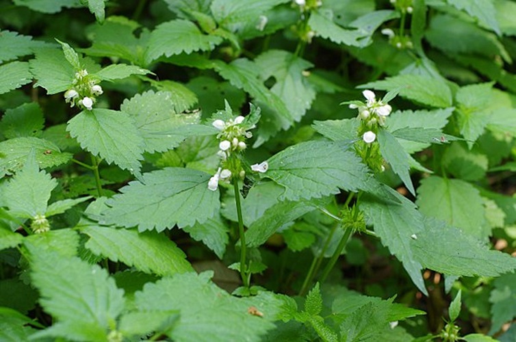 Lamium flexuosum © <a href="//commons.wikimedia.org/w/index.php?title=User:Nordschitz&amp;action=edit&amp;redlink=1" class="new" title="User:Nordschitz (page does not exist)">Nordschitz</a>