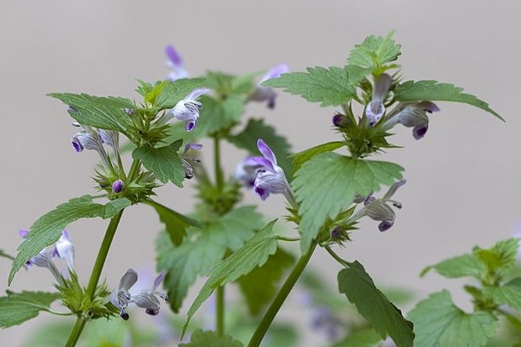 Lamium garganicum © <a href="//commons.wikimedia.org/wiki/User:Zcebeci" title="User:Zcebeci">Zeynel Cebeci</a>