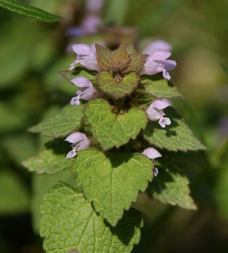 Lamium hybridum &copy; <a href="//commons.wikimedia.org/wiki/User:Fer55" title="User:Fer55">Fer55</a>