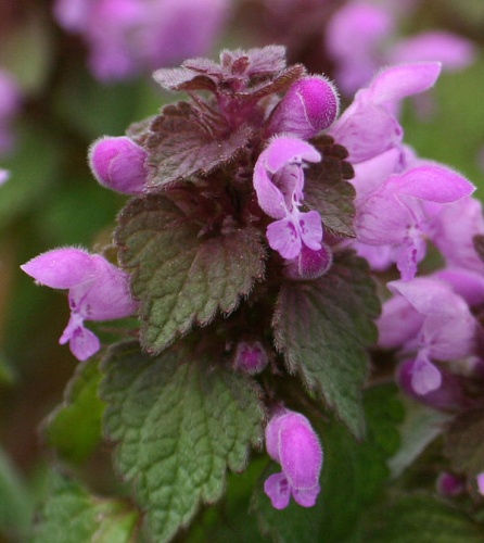 Red dead-nettle © <a href="//commons.wikimedia.org/wiki/User:Djlayton4" title="User:Djlayton4">Daniel J. Layton</a>