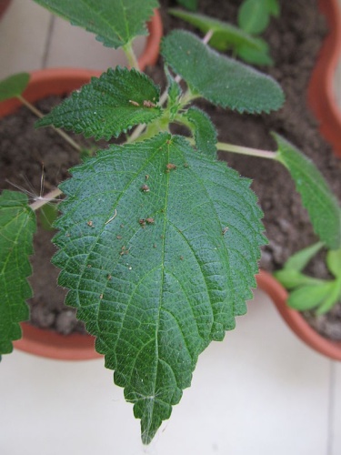 Laportea aestuans © <a href="//commons.wikimedia.org/w/index.php?title=User:Se%C3%B1or_Te&amp;action=edit&amp;redlink=1" class="new" title="User:Señor Te (page does not exist)">Señor Te</a>