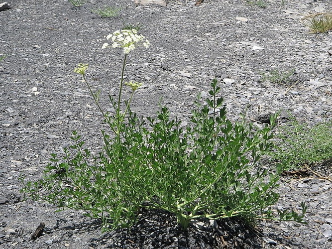 Laserpitium gallicum © Meneerke bloem