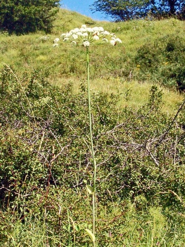Laserpitium latifolium © <a href="//commons.wikimedia.org/wiki/User:Hectonichus" title="User:Hectonichus">Hectonichus</a>