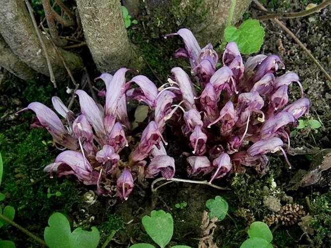 Lathraea clandestina © <a href="//commons.wikimedia.org/wiki/User:Meneerke_bloem" title="User:Meneerke bloem">Meneerke bloem</a>