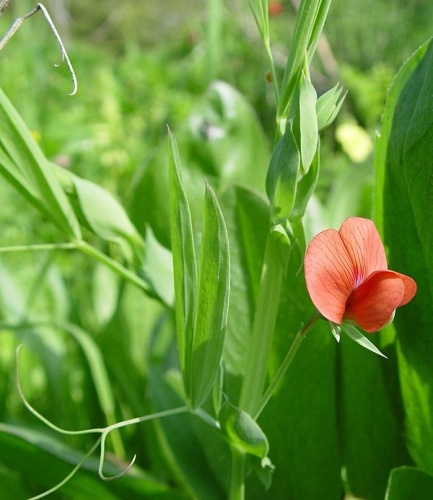 Lathyrus cicera &copy; 