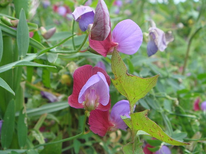 Fava Santorinis © <a href="//commons.wikimedia.org/wiki/User:Xemenendura" title="User:Xemenendura">Xemenendura</a>