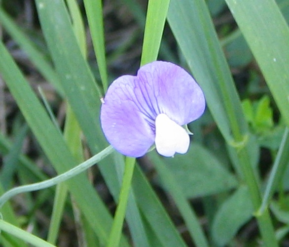 Lathyrus hirsutus &copy; No machine-readable author provided. <a href="//commons.wikimedia.org/wiki/User:Bogdan" title="User:Bogdan">Bogdan</a> assumed (based on copyright claims).