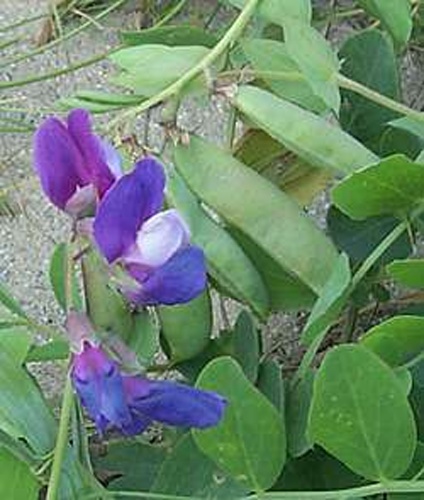 Lathyrus japonicus © 