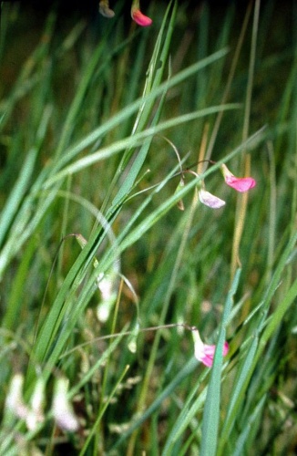 Lathyrus nissolia © <a href="https://de.wikipedia.org/wiki/User:Fornax" class="extiw" title="de:User:Fornax">Fornax</a>