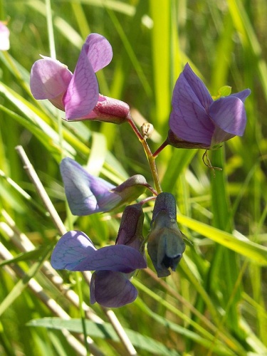 Lathyrus palustris © <a href="//commons.wikimedia.org/wiki/User:Kenraiz" title="User:Kenraiz">Kenraiz</a>