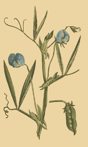 Lathyrus sativus &copy; <a href="https://en.wikipedia.org/wiki/William_Curtis" class="extiw" title="w:William Curtis">Curtis, William</a> <i><a href="https://en.wikipedia.org/wiki/The_Botanical_Magazine" class="extiw" title="w:The Botanical Magazine">The Botanical Magazine, Vol. 4</a></i>