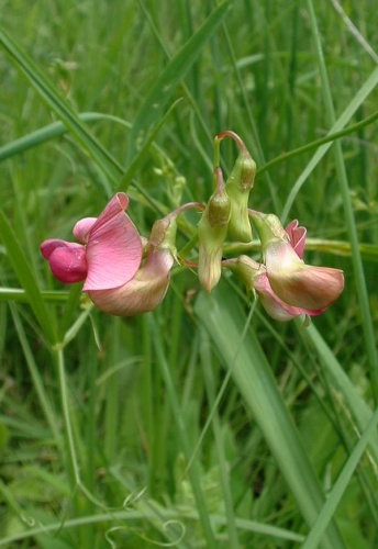 Lathyrus sylvestris &copy; <a href="https://en.wikipedia.org/wiki/fr:User:Jeffdelonge" class="extiw" title="w:fr:User:Jeffdelonge">Jeffdelonge</a> at <a href="https://en.wikipedia.org/wiki/fr:" class="extiw" title="w:fr:">French Wikipedia</a>