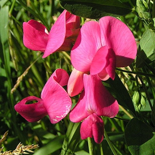 Lathyrus tuberosus © 