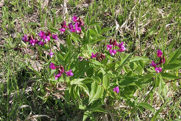 Spring vetchling © <a href="//commons.wikimedia.org/wiki/User:Prazak" title="User:Prazak">Prazak</a>