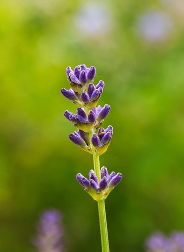 Lavandula latifolia &copy; <a href="//commons.wikimedia.org/wiki/User:Famberhorst" title="User:Famberhorst">Dominicus Johannes Bergsma</a>