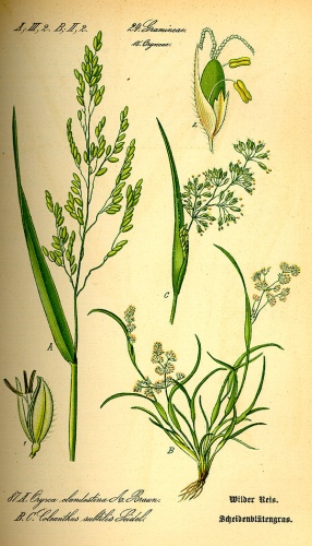 Leersia oryzoides © Thome (1840-1925), hochgeladen durch IKAl