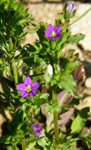 Legousia hybrida © Thomas Meyer, Günzburg