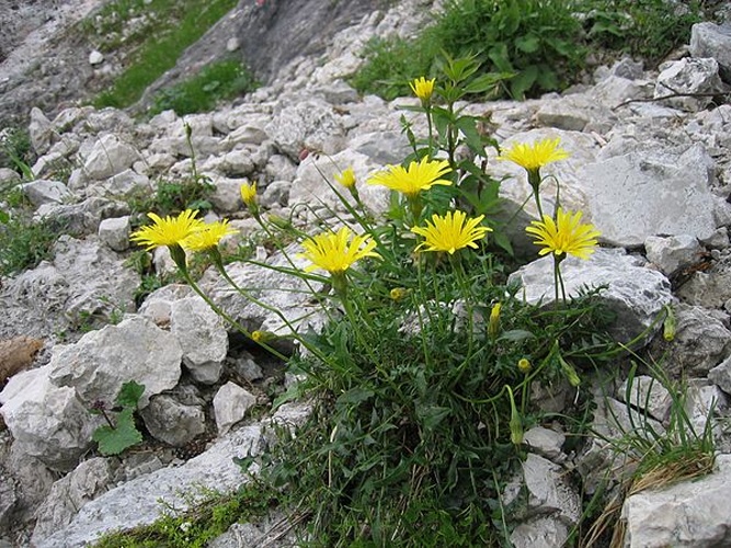 Rough Hawkbit &copy; <a href="//commons.wikimedia.org/wiki/User:Tigerente" title="User:Tigerente">User:Tigerente</a>