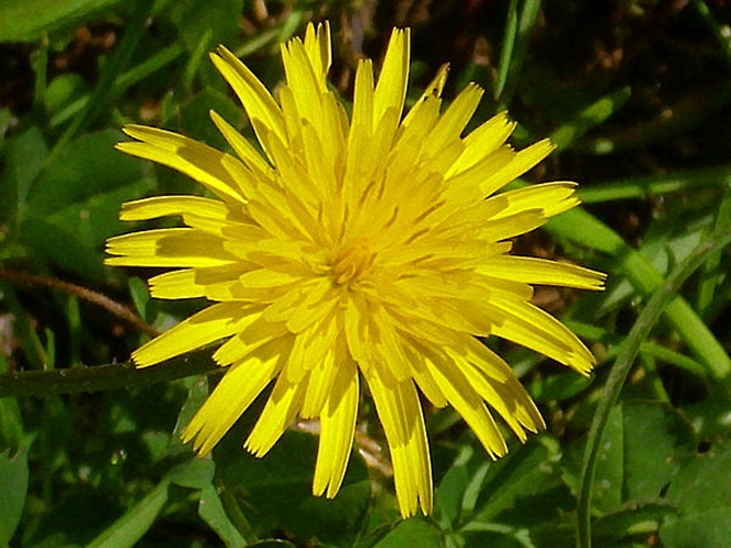 Leontodon tuberosus &copy; <a href="//commons.wikimedia.org/wiki/User:Javier_martin" title="User:Javier martin">Javier martin</a>