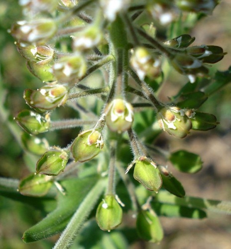 Lepidium campestre &copy; <a href="//commons.wikimedia.org/wiki/User:Fornax" title="User:Fornax">Fornax</a>