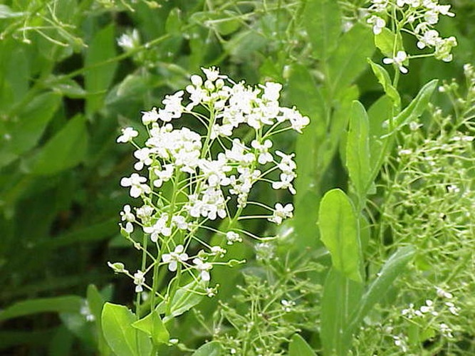 Lepidium draba &copy; Kurt Stüber <a rel="nofollow" class="external autonumber" href="http://www.kurtstueber.de/">[1]</a>
