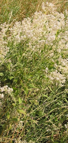 Lepidium latifolium © <a href="//commons.wikimedia.org/wiki/User:Mbc" title="User:Mbc">Michael Becker</a>