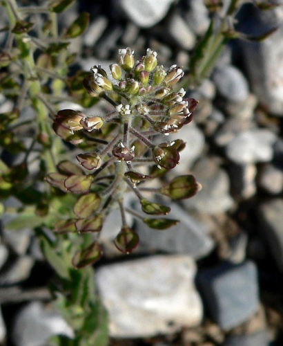 Lepidium virginicum &copy; <a href="//commons.wikimedia.org/wiki/User:Stan_Shebs" title="User:Stan Shebs">Stan Shebs</a>