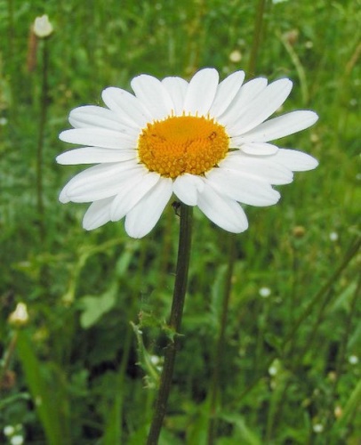 Leucanthemum ircutianum © 