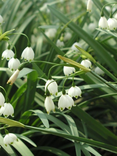 Leucojum aestivum © <a href="//commons.wikimedia.org/wiki/User:MalcolmGin" title="User:MalcolmGin">Malcolm Gin</a>