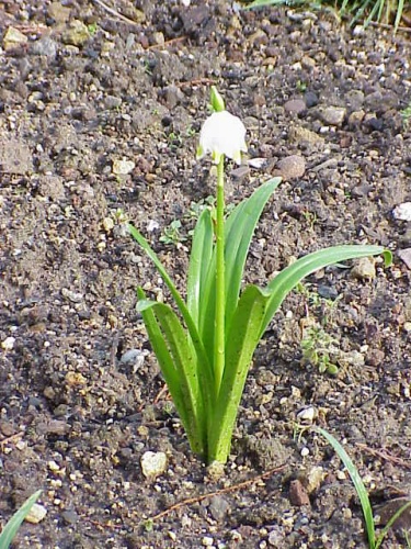 Leucojum vernum &copy; Kurt Stüber <a rel="nofollow" class="external autonumber" href="http://www.kurtstueber.de/">[1]</a>