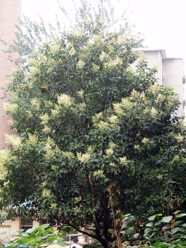 Ligustrum lucidum © Taken by <a href="//commons.wikimedia.org/wiki/User:Fanghong" title="User:Fanghong">Fanghong</a>