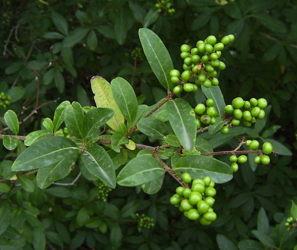 Ligustrum vulgare © <a href="//commons.wikimedia.org/wiki/User:Victor_M._Vicente_Selvas" title="User:Victor M. Vicente Selvas">Victor M. Vicente Selvas</a>