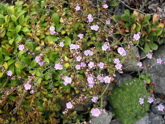 Limonium bellidifolium © <a href="//commons.wikimedia.org/wiki/Ghislain118" class="mw-redirect" title="Ghislain118">Ghislain118</a> <a rel="nofollow" class="external free" href="http://www.fleurs-des-montagnes.net">http://www.fleurs-des-montagnes.net</a>