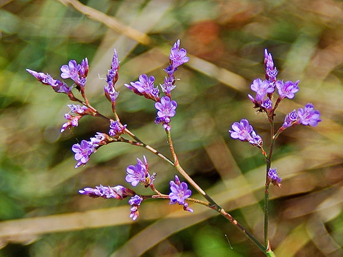 Limonium narbonense &copy; <a href="//commons.wikimedia.org/wiki/User:Hectonichus" title="User:Hectonichus">Hectonichus</a>
