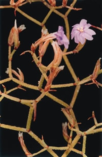 Limonium strictissimum &copy; <a rel="nofollow" class="external text" href="http://data.iucn.org/themes/ssc/sgs/sgs.htm">MIPSG/SSC/IUCN</a>