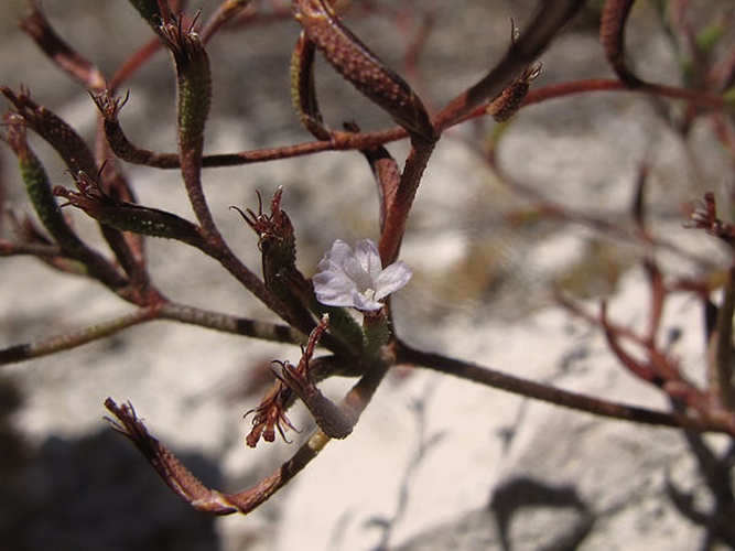 Limonium virgatum © <a href="//www.flickr.com/people/70626035@N00" class="extiw" title="flickruser:70626035@N00">jacinta lluch valero</a>