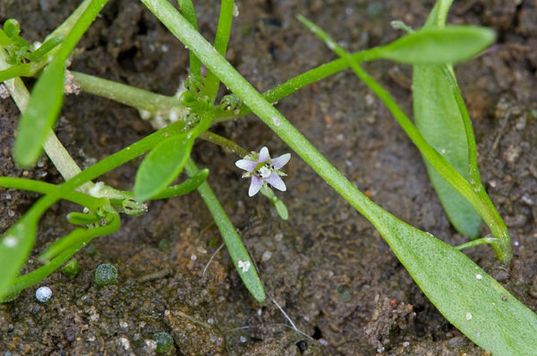 Limosella aquatica © <a href="//commons.wikimedia.org/wiki/User:Fice" title="User:Fice">Christian Fischer</a>