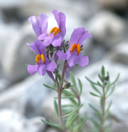 Linaria alpina &copy; 