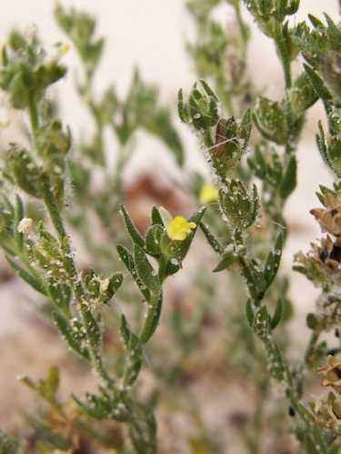 Linaria arenaria © valnature@...