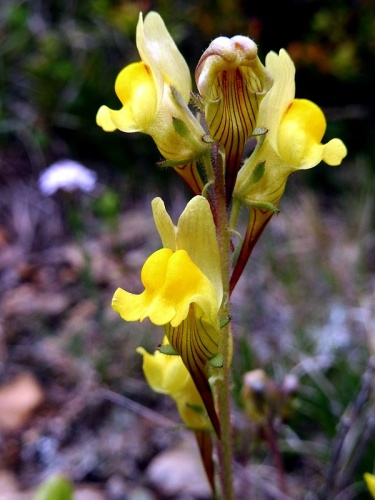 Linaria supina &copy; <a href="//commons.wikimedia.org/wiki/User:Isidre_blanc" title="User:Isidre blanc">Isidre blanc</a>