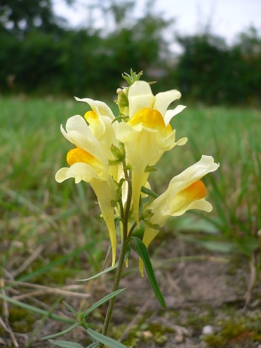Linaria vulgaris © <a href="//commons.wikimedia.org/wiki/User:Georg_Slickers" title="User:Georg Slickers">Georg Slickers</a>