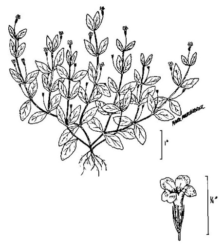 Lindernia dubia &copy; <span lang="en">Unknown</span>