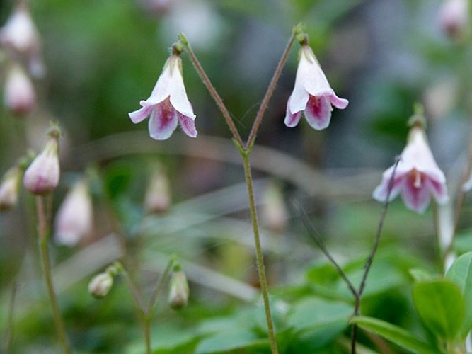 Linnaea borealis © Henripekka Kallio