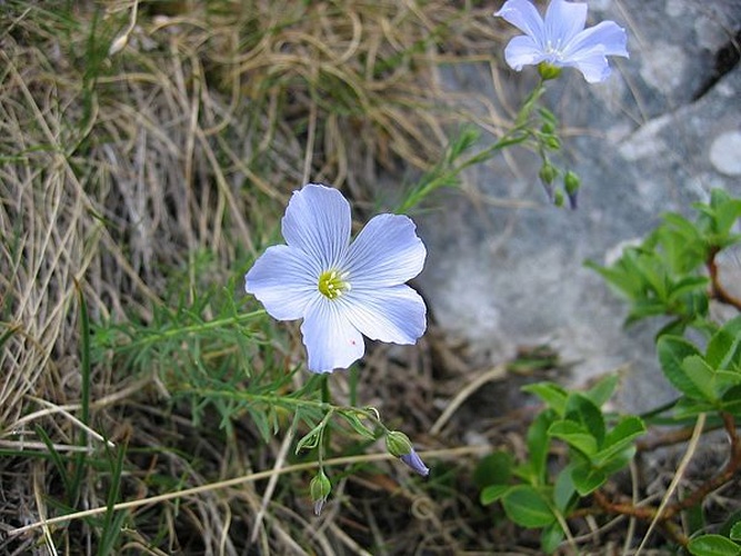 Linum alpinum © <a href="//commons.wikimedia.org/wiki/User:Tigerente" title="User:Tigerente">User:Tigerente</a>